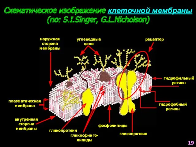 Схематическое изображение клеточной мембраны (по: S.I.Singer, G.L.Nicholson) наружная сторона мембраны углеводные цепи рецептор