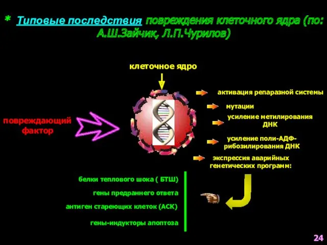 * Типовые последствия повреждения клеточного ядра (по: А.Ш.Зайчик, Л.П.Чурилов) клеточное ядро повреждающий фактор