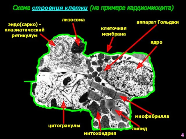 Схема строения клетки (на примере кардиомиоцита) ядро клеточная мембрана миофибрилла митохондрия цитогранулы липид