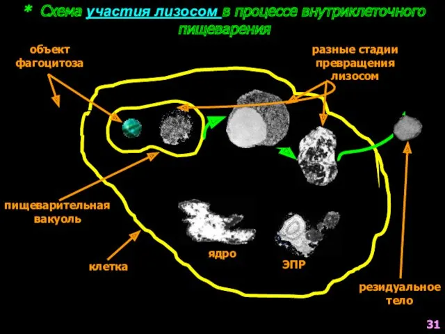 * Схема участия лизосом в процессе внутриклеточного пищеварения клетка объект фагоцитоза пищеварительная вакуоль