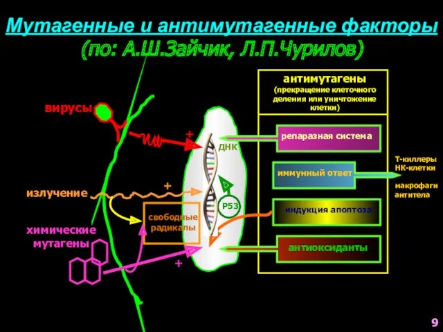 Мутагенные и антимутагенные факторы (по: А.Ш.Зайчик, Л.П.Чурилов) Р53 + вирусы ДНК излучение химические