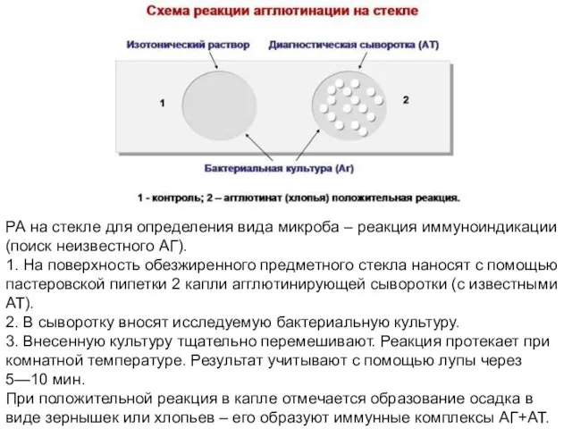 РА на стекле для определения вида микроба – реакция иммуноиндикации