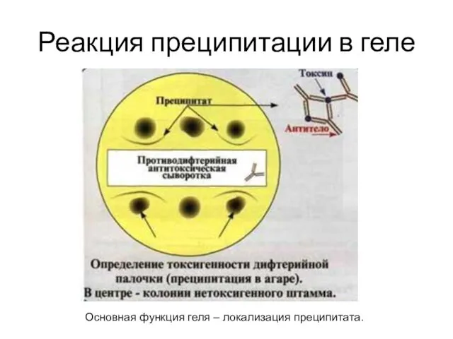 Реакция преципитации в геле Основная функция геля – локализация преципитата.