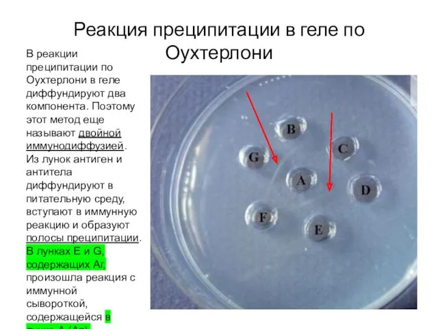 Реакция преципитации в геле по Оухтерлони В реакции преципитации по