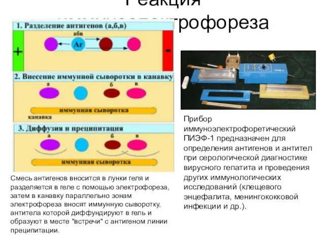 Реакция иммуноэлектрофореза Прибор иммуноэлектрофоретический ПИЭФ-1 предназначен для определения антигенов и