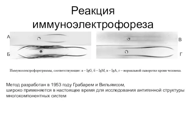 Реакция иммуноэлектрофореза А Б В Г Метод разработан в 1953