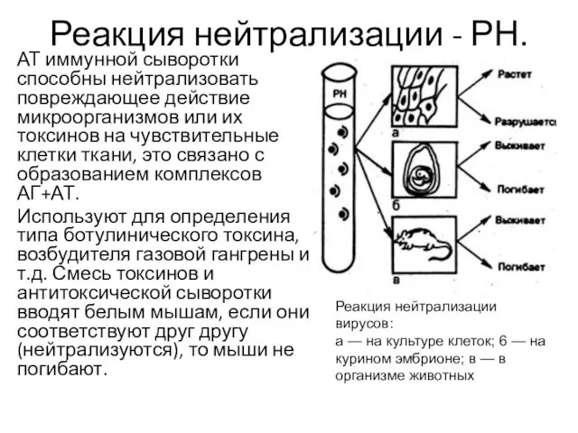 Реакция нейтрализации - РН. АТ иммунной сыворотки способны нейтрализовать повреждающее