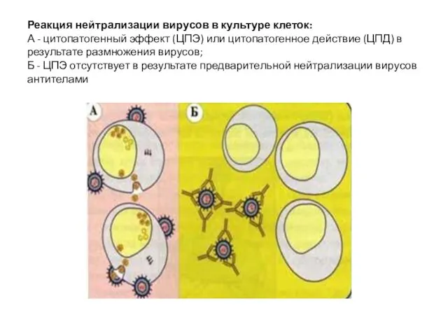 Реакция нейтрализации вирусов в культуре клеток: А - цитопатогенный эффект