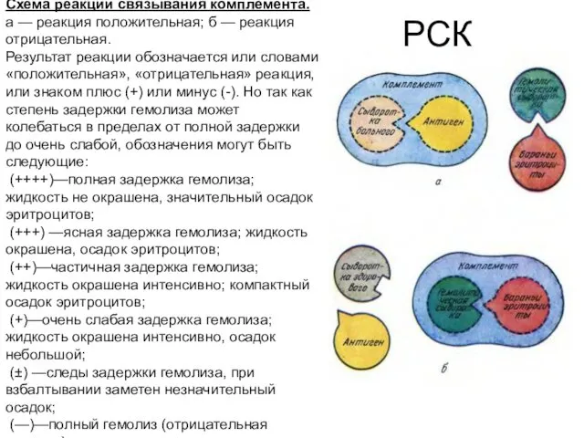 РСК Схема реакции связывания комплемента. а — реакция положительная; б