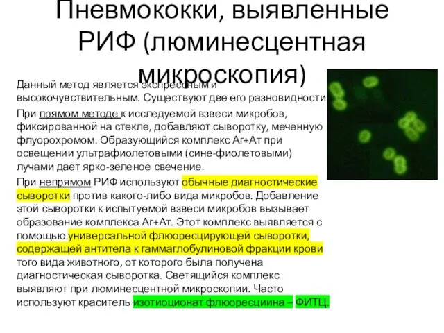 Пневмококки, выявленные РИФ (люминесцентная микроскопия) Данный метод является экспрессным и