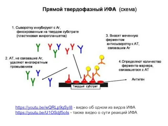 https://youtu.be/wQRLp9qSyI8 - видео об одном из видов ИФА https://youtu.be/U1OSdjf5oIs - также видео о сути реакций ИФА