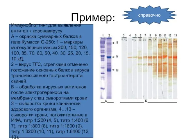 Пример: Иммуноблоттинг для выявления антител к коронавирусу. А – окраска