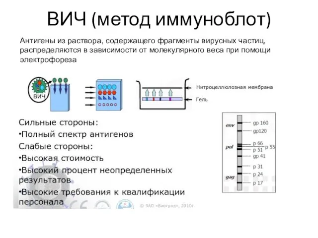 ВИЧ (метод иммуноблот) Антигены из раствора, содержащего фрагменты вирусных частиц,