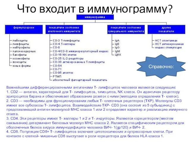 Что входит в иммунограмму? Важнейшими дифференцировочными антигенами Т- лимфоцитов человека