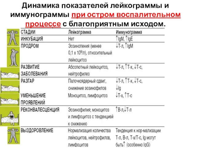 Динамика показателей лейкограммы и иммунограммы при остром воспалительном процессе с благоприятным исходом.