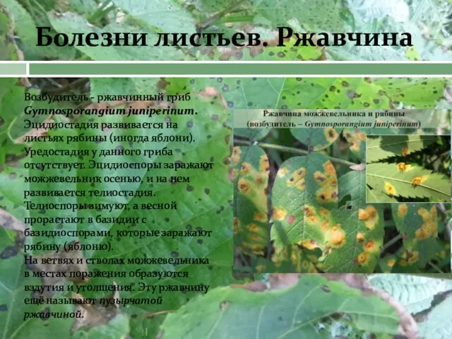 Болезни листьев. Ржавчина Возбудитель - ржавчинный гриб Gymnosporangium juniperinum. Эцидиостадия