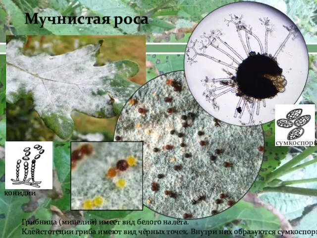 Мучнистая роса конидии сумкоспоры Грибница (мицелий) имеет вид белого налёта.