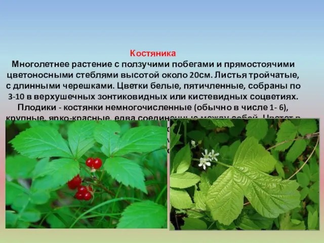 Костяника Многолетнее растение с ползучими побегами и прямостоячими цветоносными стеблями