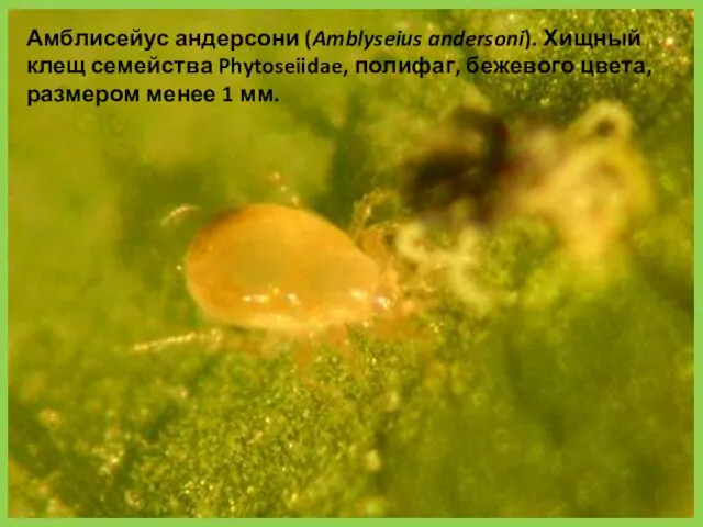 Амблисейус андерсони (Amblyseius andersoni). Хищный клещ семейства Phytoseiidae, полифаг, бежевого цвета, размером менее 1 мм.