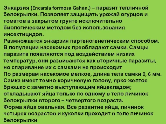 Энкарзия (Encarsia formosa Gahan.) – паразит тепличной белокрылки. Позволяет защищать