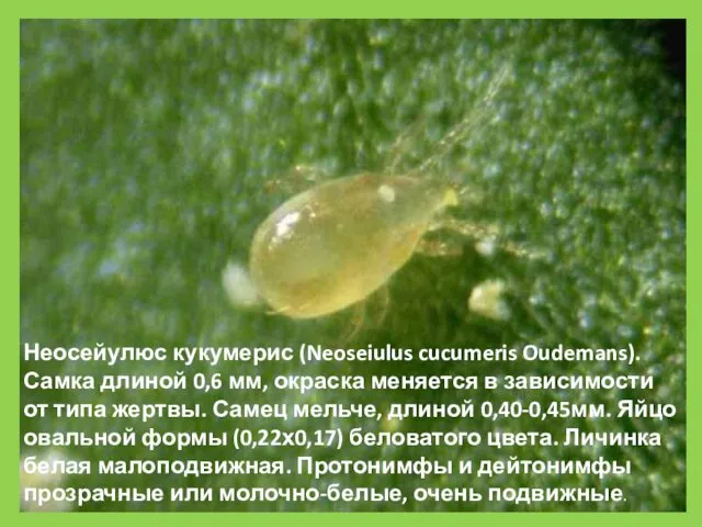 Неосейулюс кукумерис (Neoseiulus cucumeris Oudemans). Самка длиной 0,6 мм, окраска