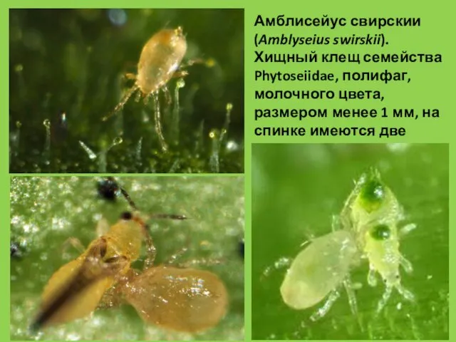 Амблисейус свирскии (Amblyseius swirskii). Хищный клещ семейства Phytoseiidae, полифаг, молочного