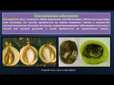 Бактериальные заболевания Бактериозы могут вызывать общие поражения, способствующие гибели всего