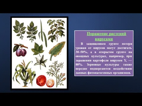 Поражение растений вирусами В защищенном грунте потери урожая от вирусов