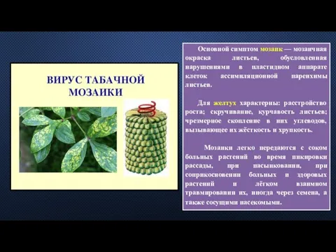 Основной симптом мозаик — мозаичная окраска листьев, обусловленная нарушениями в