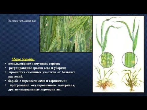 Полосатая мозаика Меры борьбы: использование иммунных сортов; регулирование сроков сева