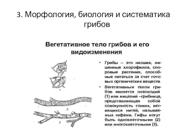 3. Морфология, биология и систематика грибов