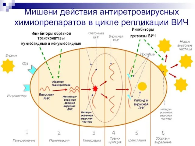 Мишени действия антиретровирусных химиопрепаратов в цикле репликации ВИЧ Ингибиторы обратной