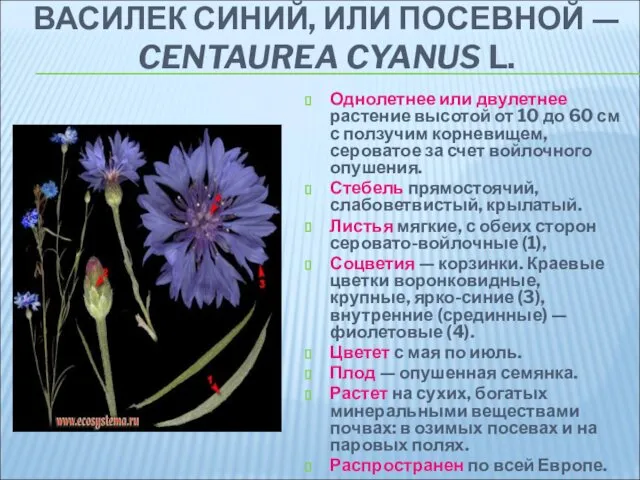 ВАСИЛЕК СИНИЙ, ИЛИ ПОСЕВНОЙ — CENTAUREA CYANUS L. Однолетнее или