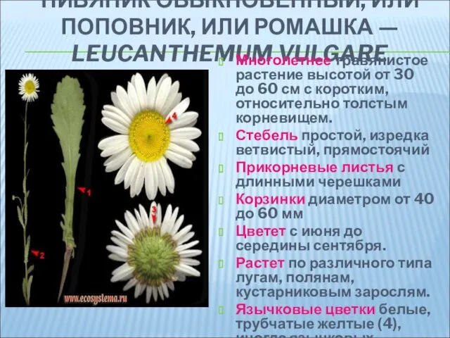 НИВЯНИК ОБЫКНОВЕННЫЙ, ИЛИ ПОПОВНИК, ИЛИ РОМАШКА — LEUCANTHEMUM VULGARE Многолетнее