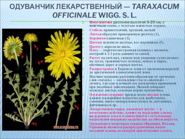 ОДУВАНЧИК ЛЕКАРСТВЕННЫЙ — TARAXACUM OFFICINALE WIGG. S. L. Многолетнее растение
