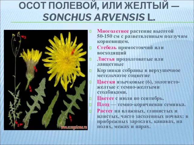 ОСОТ ПОЛЕВОЙ, ИЛИ ЖЕЛТЫЙ — SONCHUS ARVENSIS L. Многолетнее растение