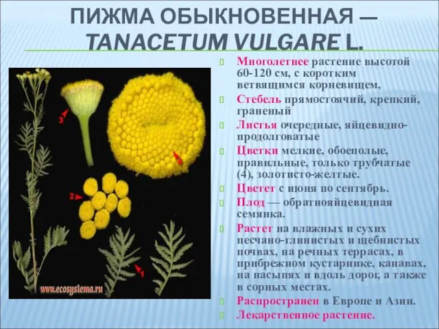 ПИЖМА ОБЫКНОВЕННАЯ — TANACETUM VULGARE L. Многолетнее растение высотой 60-120