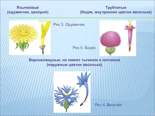 Язычковые (одуванчик, цикорий) Рис 3. Одуванчик Трубчатые (бодяк, внутренние цветки