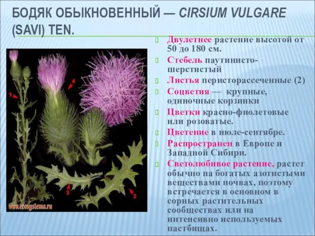 БОДЯК ОБЫКНОВЕННЫЙ — CIRSIUM VULGARE (SAVI) TEN. Двулетнее растение высотой