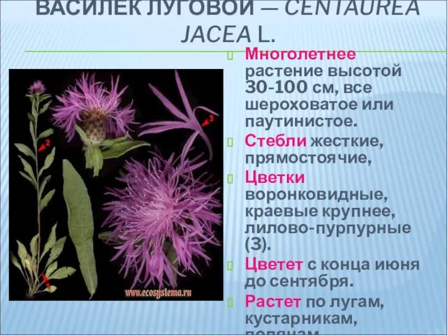 ВАСИЛЕК ЛУГОВОЙ — CENTAUREA JACEA L. Многолетнее растение высотой 30-100