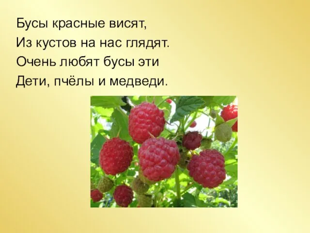 Бусы красные висят, Из кустов на нас глядят. Очень любят бусы эти Дети, пчёлы и медведи.