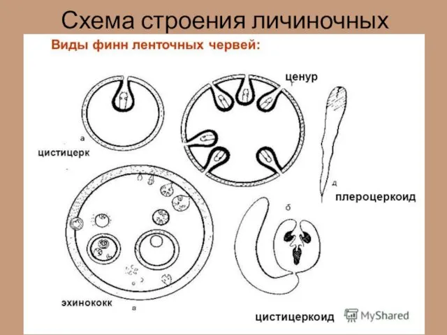 Схема строения личиночных форм цестод