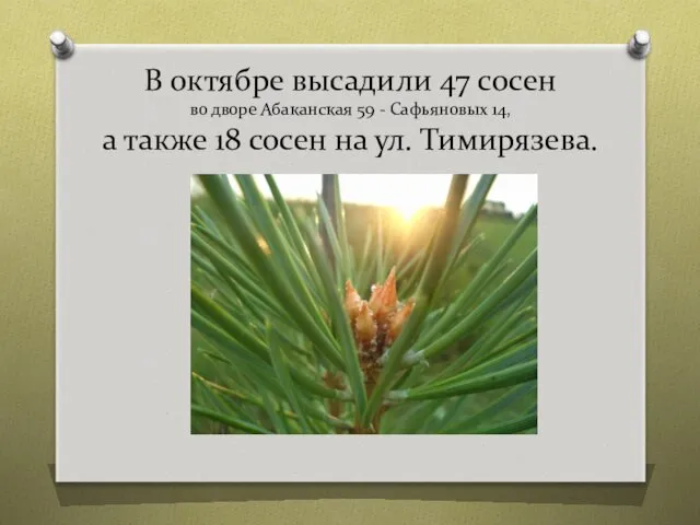 В октябре высадили 47 сосен во дворе Абаканская 59 -