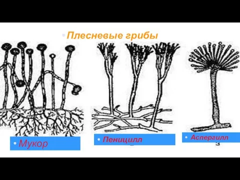 Плесневые грибы Мукор Пеницилл Аспергилл