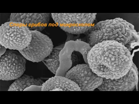 Споры грибов под микроскопом