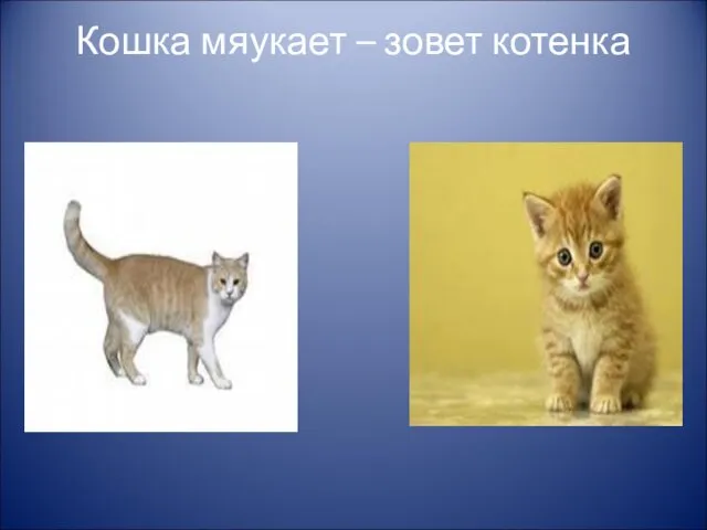 Кошка мяукает – зовет котенка