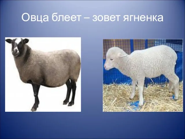 Овца блеет – зовет ягненка