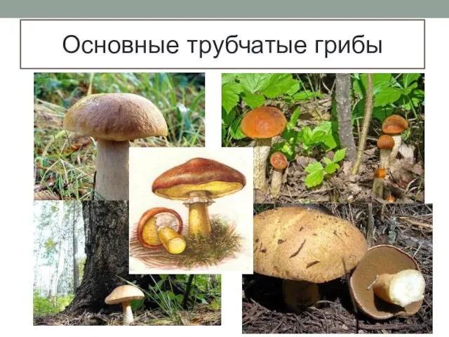 Основные трубчатые грибы