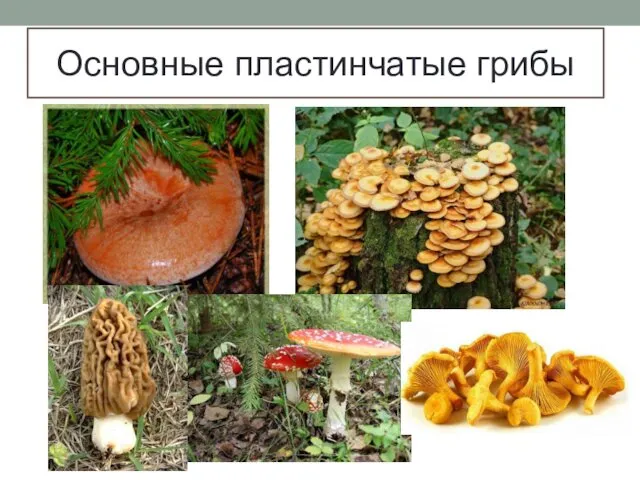 Основные пластинчатые грибы