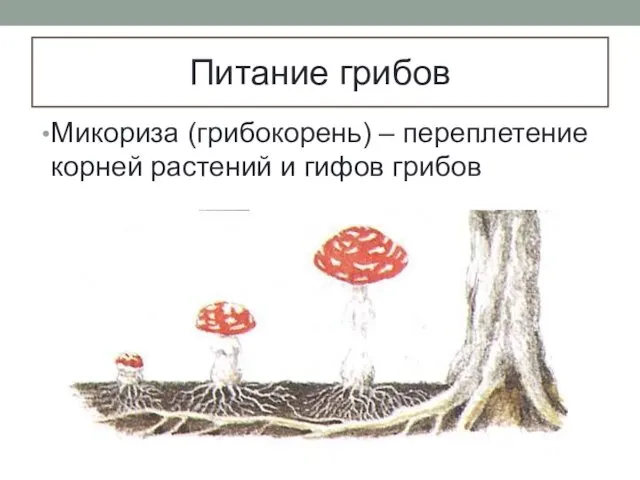 Питание грибов Микориза (грибокорень) – переплетение корней растений и гифов грибов